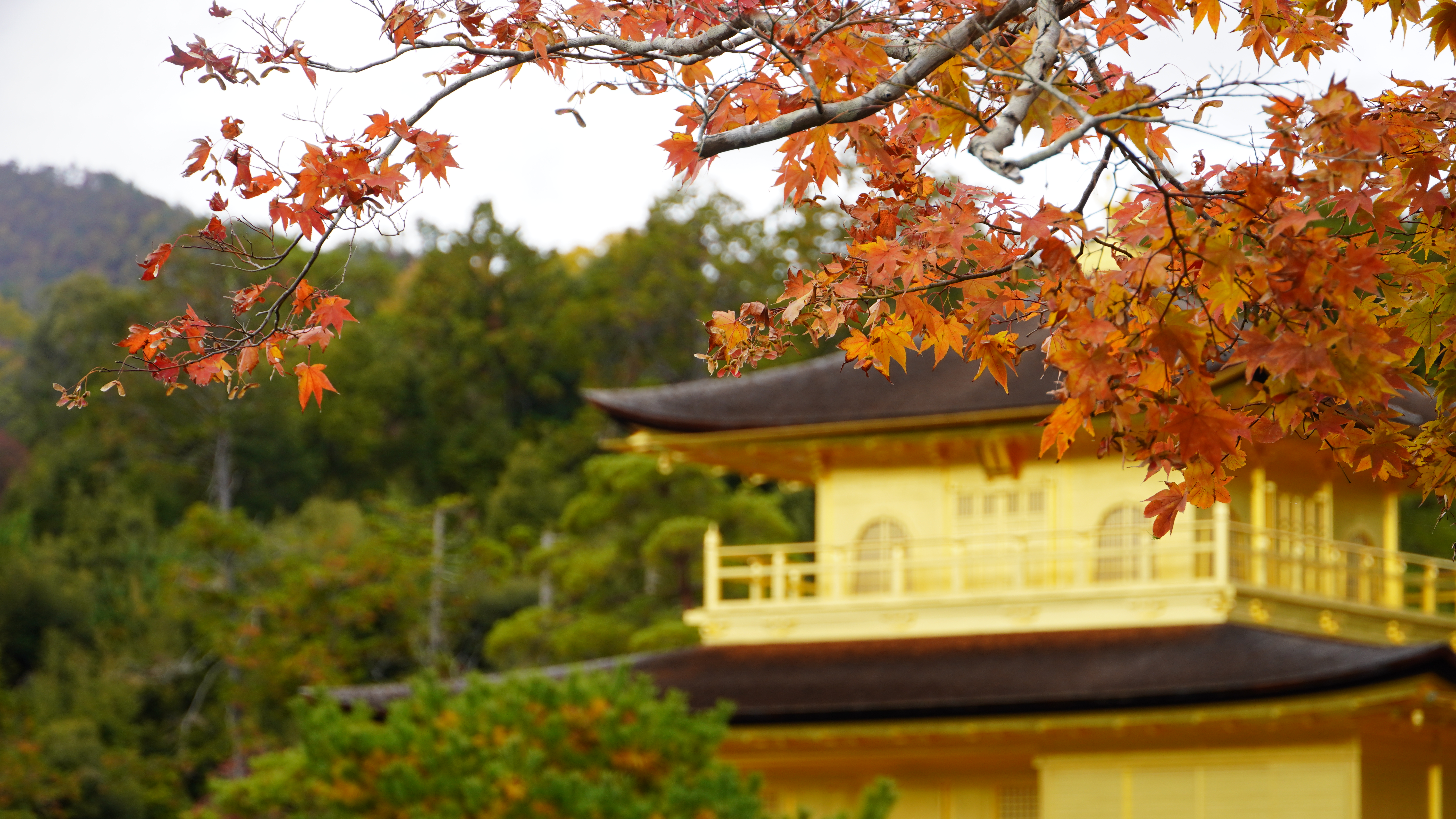 金阁寺园林